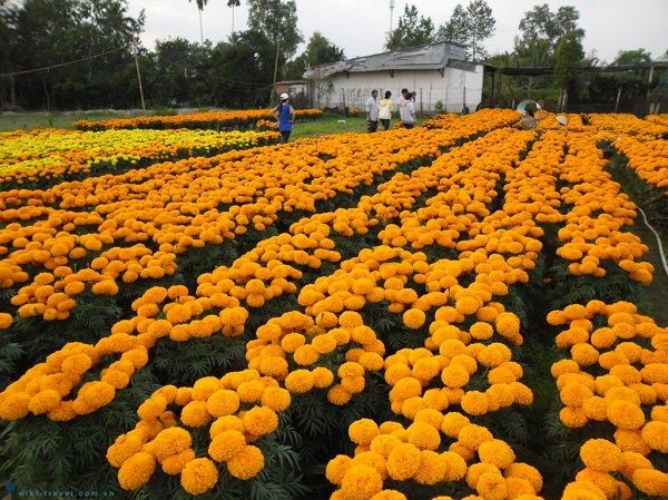 Hoa Vạn Thọ Pháp Cao Vàng Cam - Gói 1GR