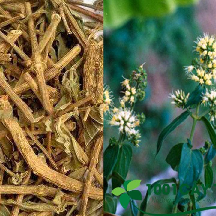 cây dạ cẩm khô 1kg
