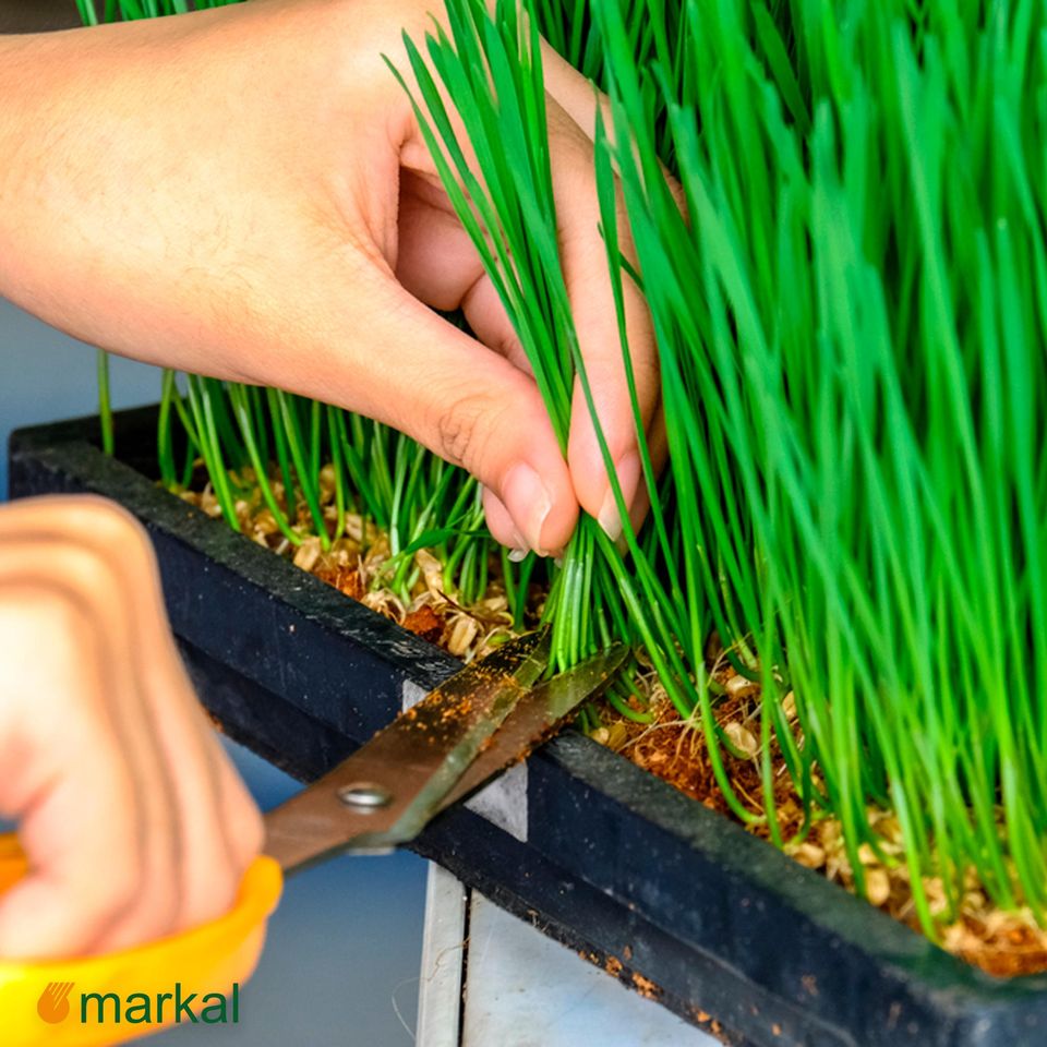 dmBio organic wheat seeds 1000gr