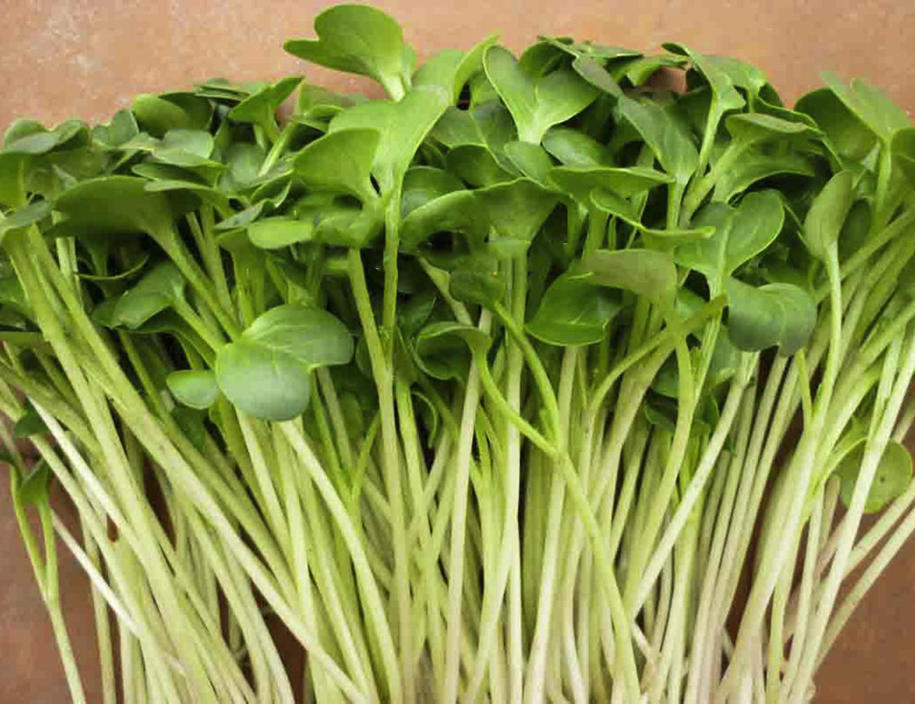 Hạt Giống Rau Mầm Lơ Xanh