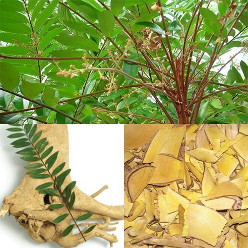 Cây mật nhân khô - 1kg