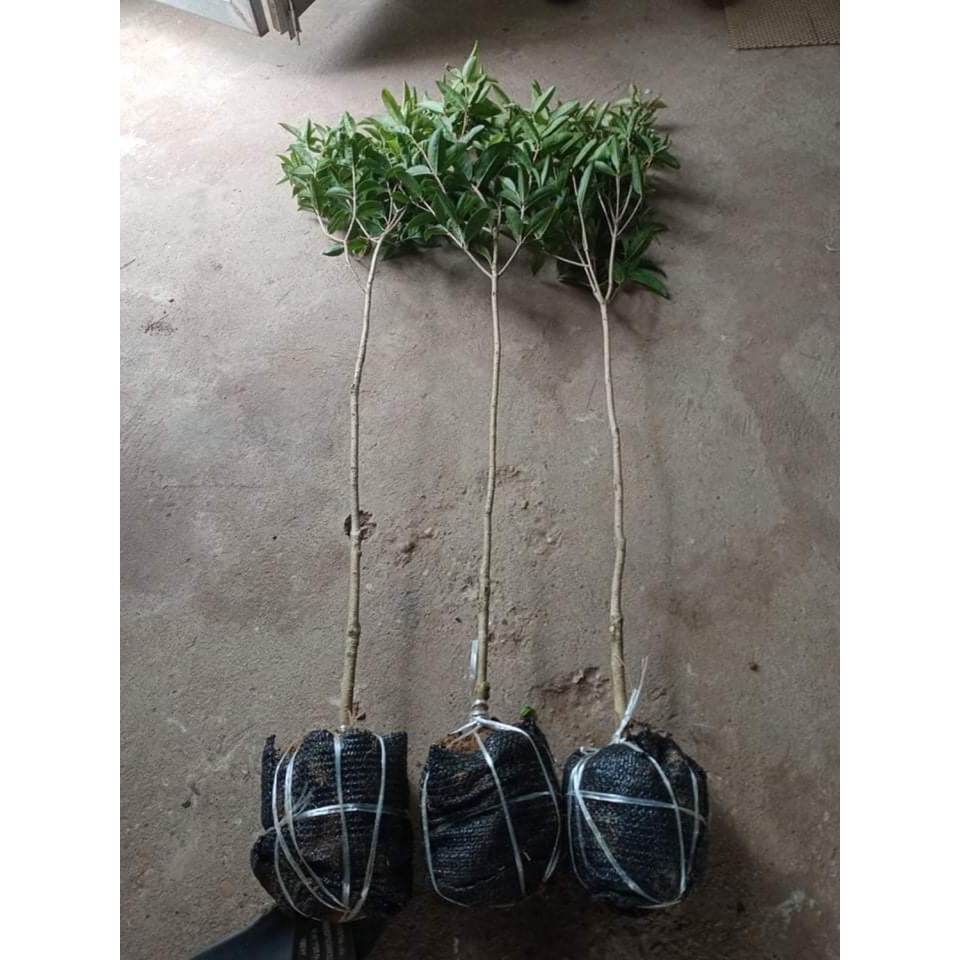 Cây mộc hương ta cao 1m2 thoát thân 80cm