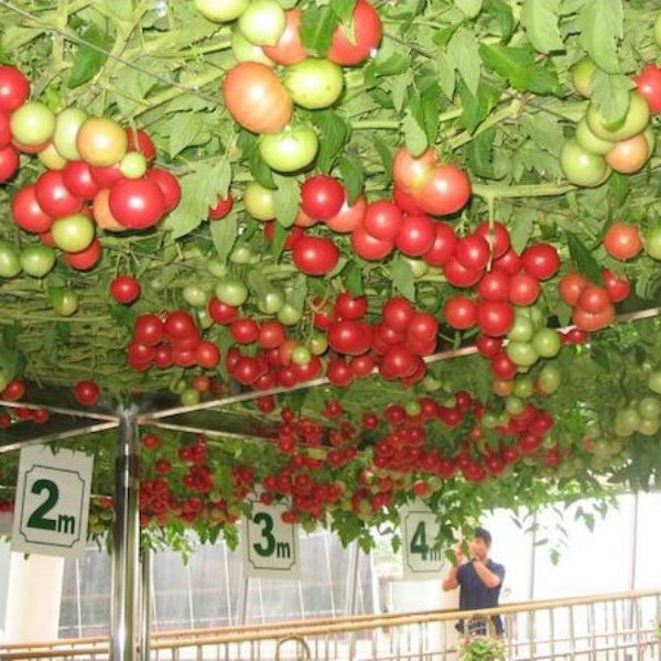 Hạt giống cà chua bạch tuộc NK