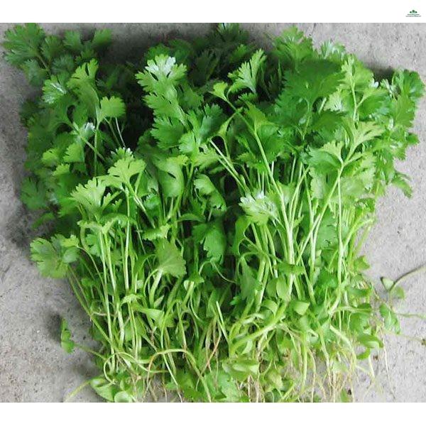 HẠT RAU NGÒ RÍ - GÓI 20 GRAM