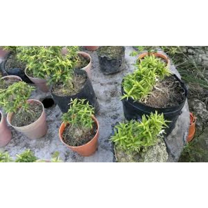 Cây Mai Chiếu Thủy Trung Nu