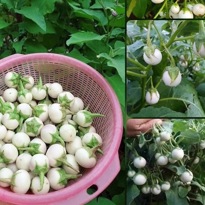 Hạt Giống Cà Pháo Trắng Cao Sản "0,5Gram gói"