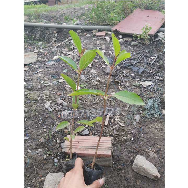 CÂY GÁO VÀNG -CÂY GIỐNG