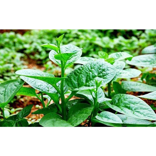 [Siêu Sale] 500 Hạt Giống Rau Mồng Tơi - gói 50gr