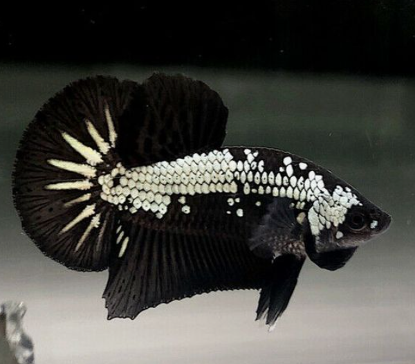 BETTA KSAMURAI ĐEN mái