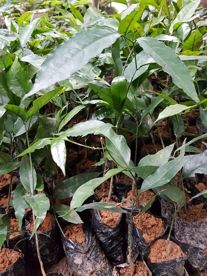 Set 2 cây rau sắng rừng