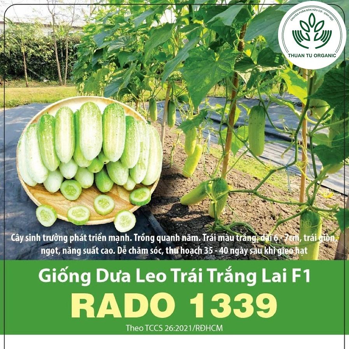Hạt giống dưa chuột trắng (dưa leo trắng) - Gói 1GAM
