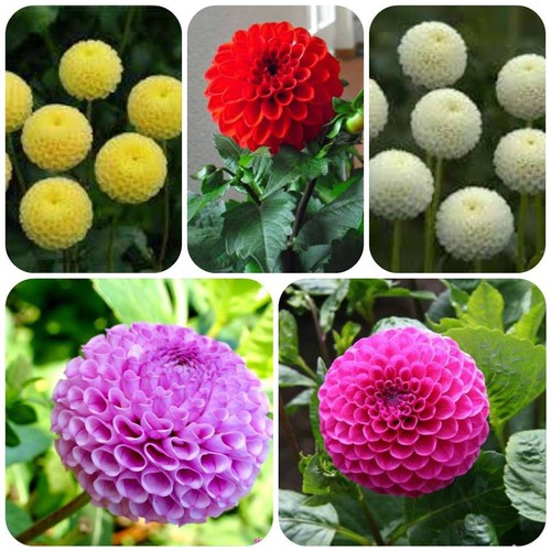 Hạt giống hoa thược dược tổ ong mix - 50 hạt/gói