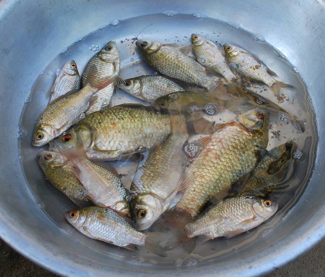 TINH SỮA BỘT CÂU CÁ CHÉP , DIẾC