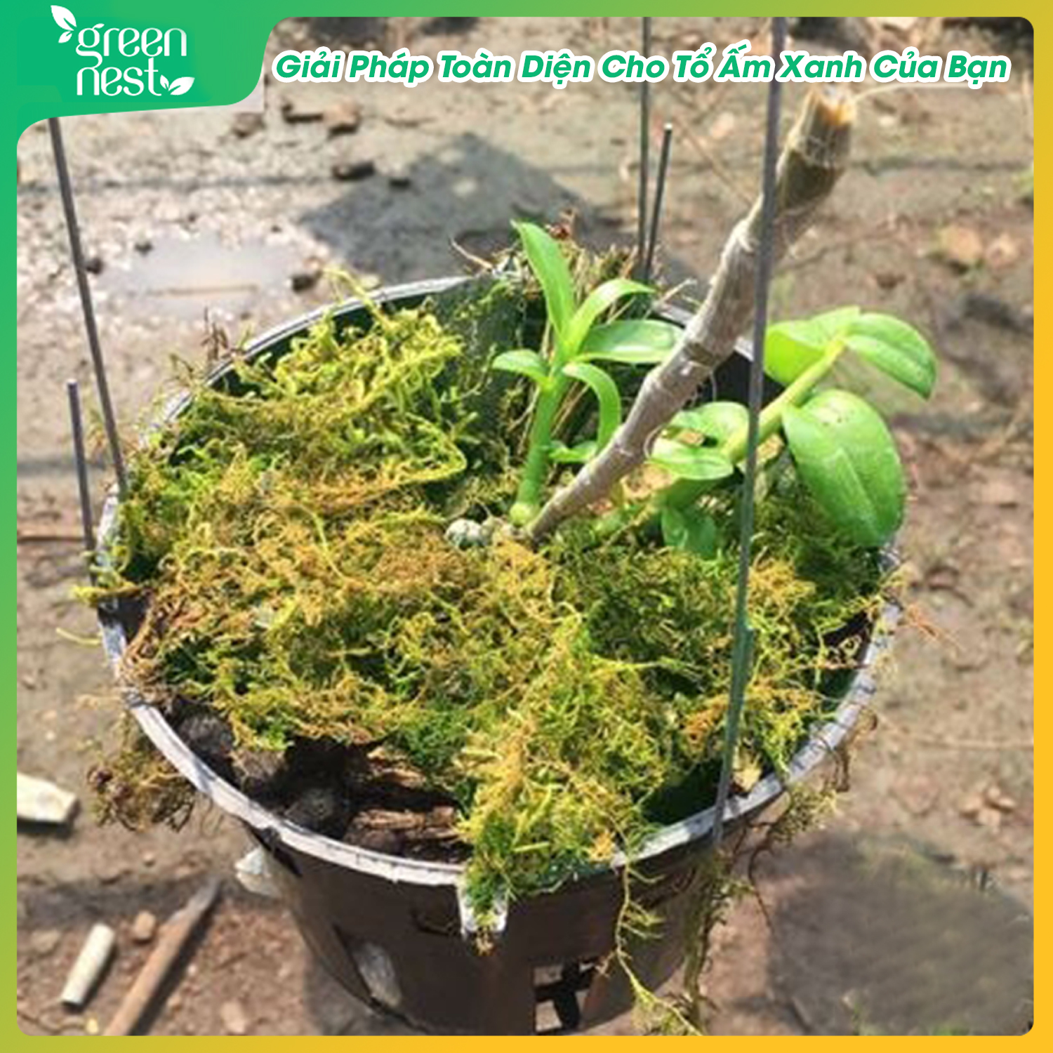 Combo 400gram Rêu Rừng & 1 kg Vỏ Thông