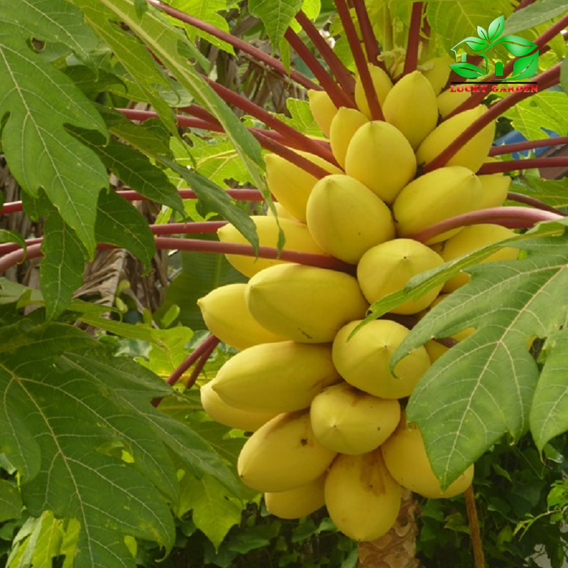 Hạt giống đu đủ vàng lùn gói 5H