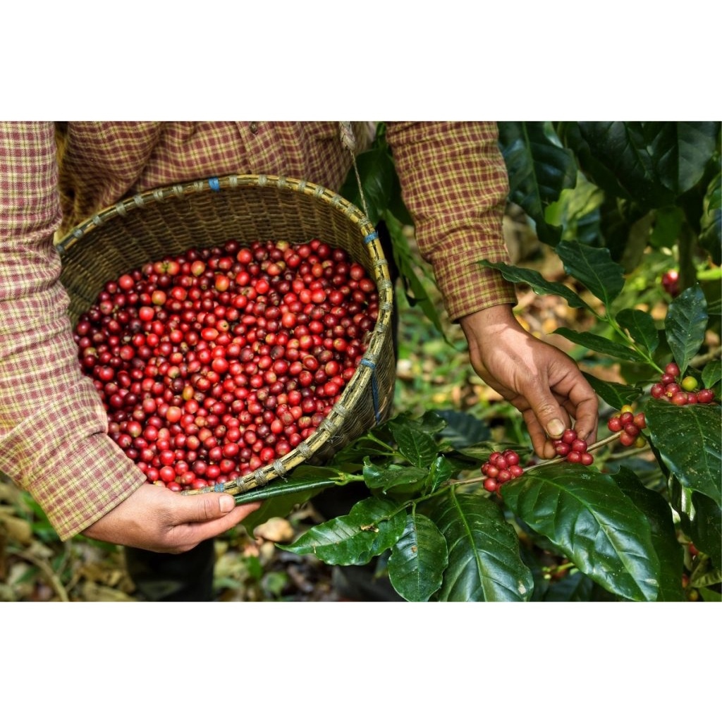 Tặng Phin Cà phê rang xay nguyên chất ROBUSTA 100 từ vườn Đắk Lắk 500gr