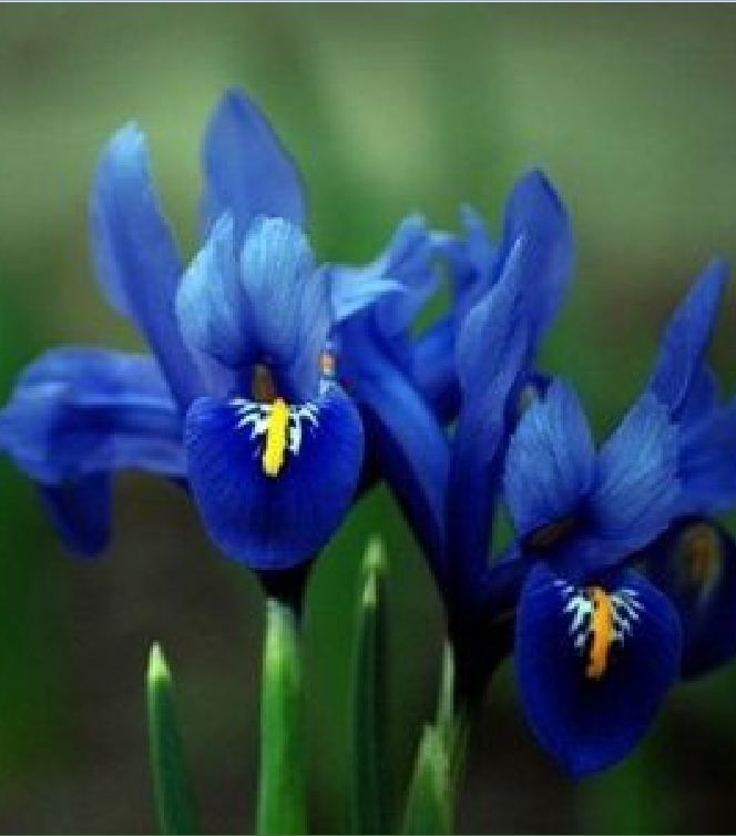 "Gói 10 "Hạt giống hoa Diên vĩ Xanh (Iris Xanh ) [Seeds]