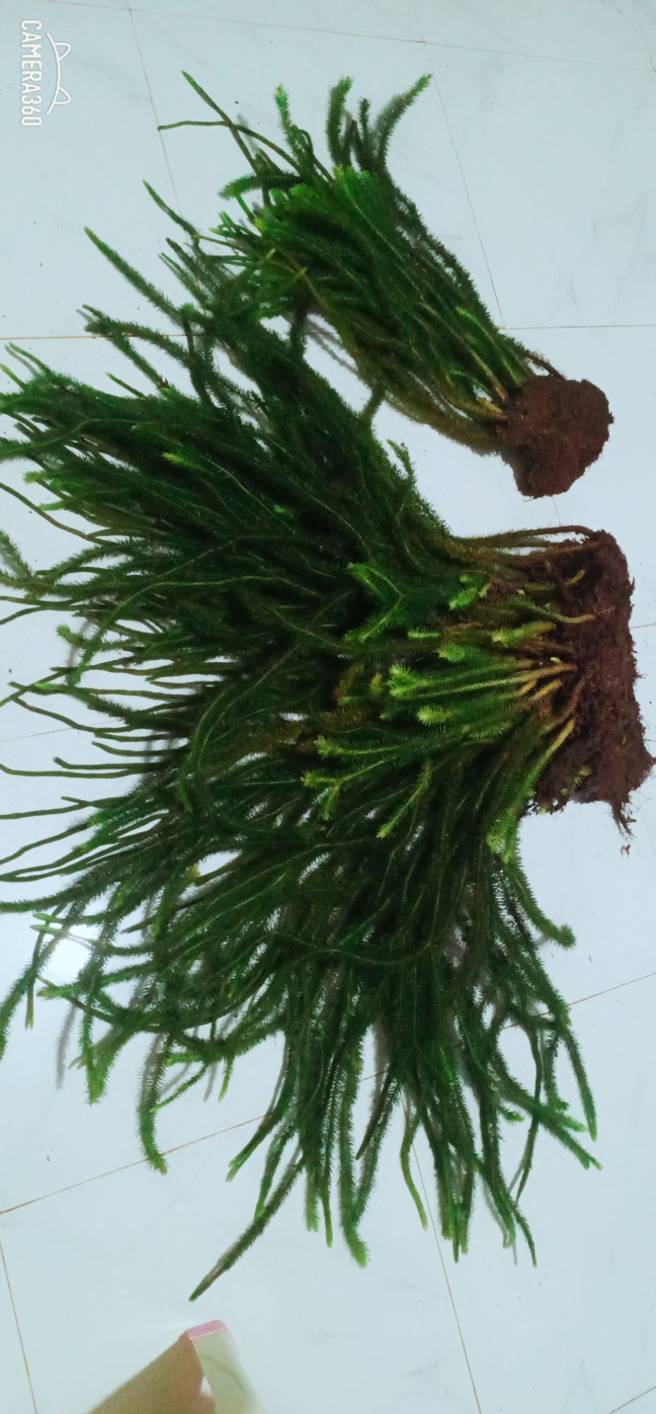 Cây Râu Rồng