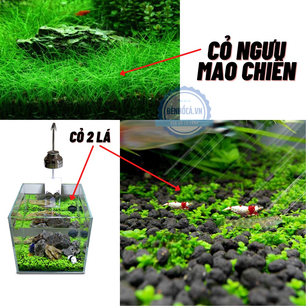 Hạt giống thủy sinh dành cho hồ thủy sinh