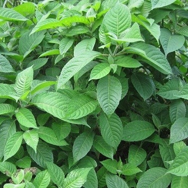 cây lá cẩm đỏ - bầu cây giống