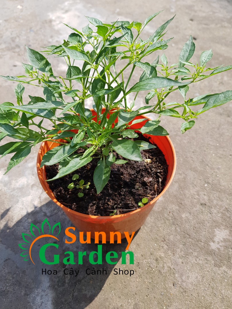 Ớt Mini - Cây Ăn Quả