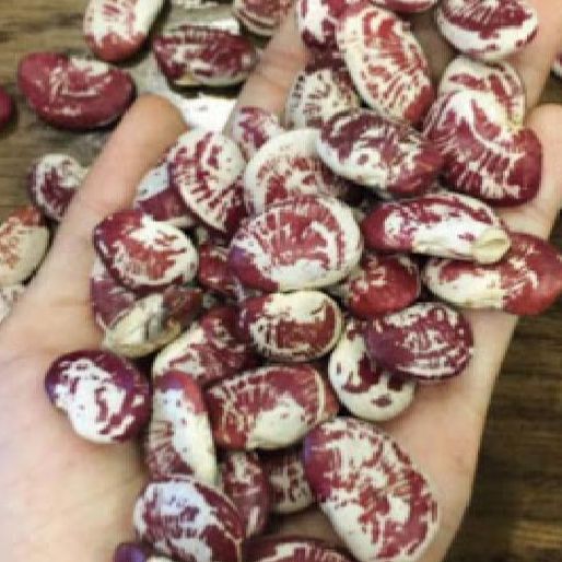 Hạt giống đậu hồng ngự -gói 5 hạt(nãy mầm 90%)
