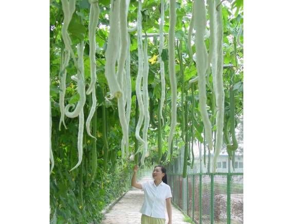 Hạt giống mướp rắn quả dài