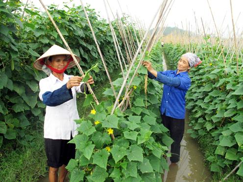 Hạt giống dưa chuột Nhật Bản F1