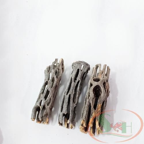 LŨA XƯƠNG RỒNG STAGHORN CHOLLA CACTUS WOOD