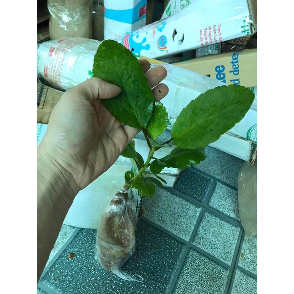 Cây Hoa sống đời kép.....
