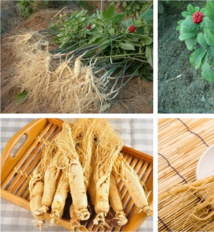 BỘ 2 gói hạt giống nhân sâm Hàn Quốc  ( tặng kèm 1 gói kích hạt nảy mầm )