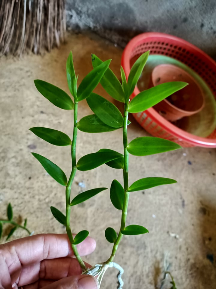 Combo 10  Cây giống Hoa lan Thiên Cung Lữ Bố đang có nụ hoa