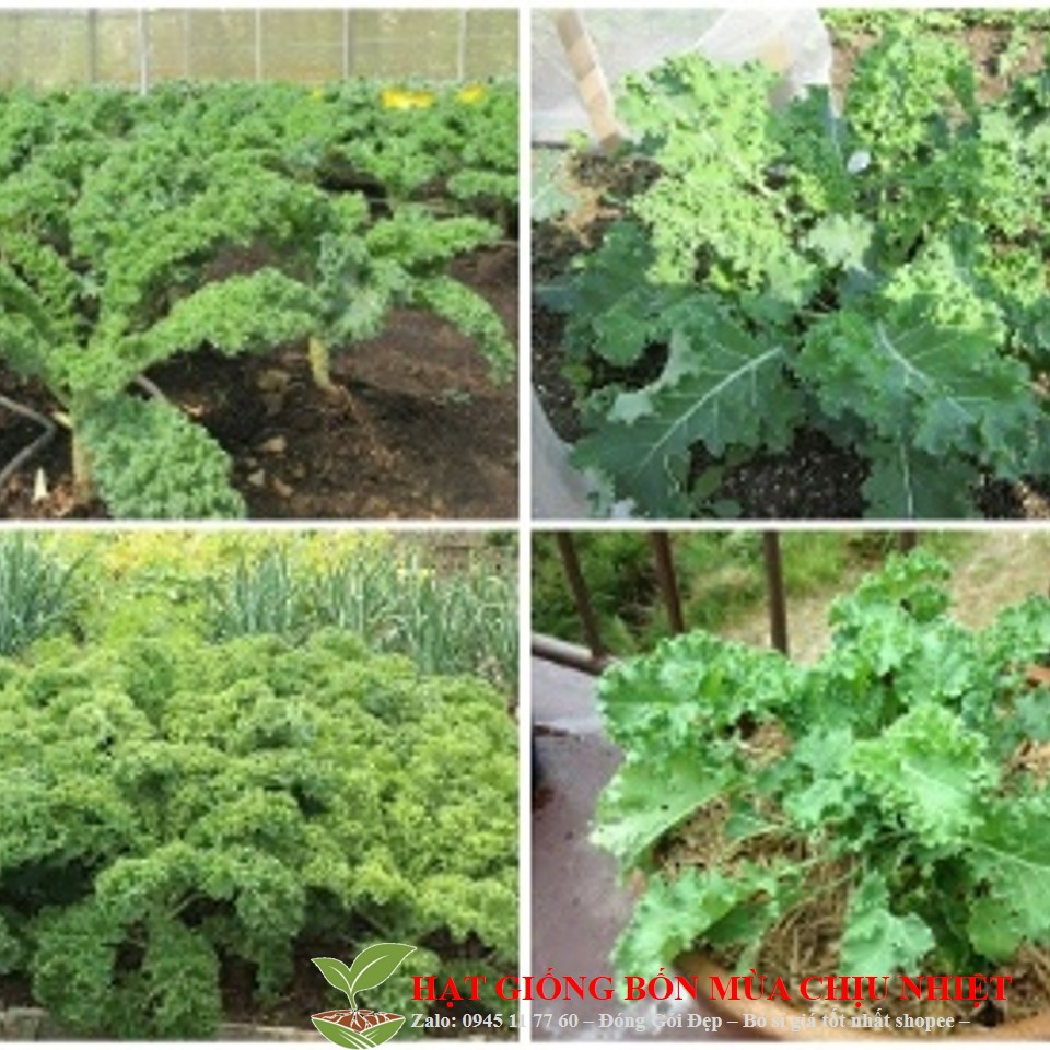 29C Hạt Giống Cải Xoăn Kale 20 Hạt