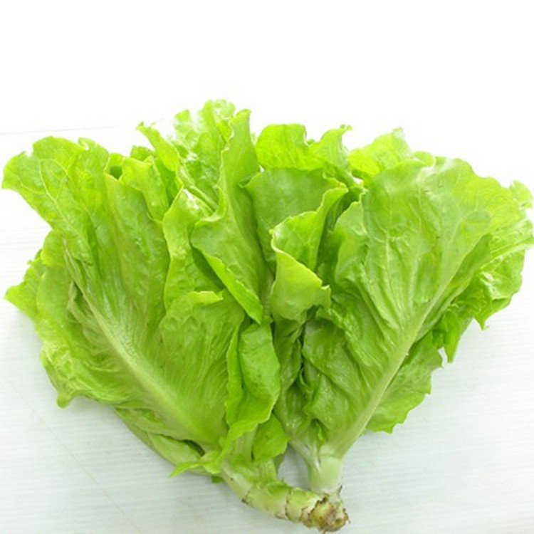 Hạt Giống Xà Lách Mỡ