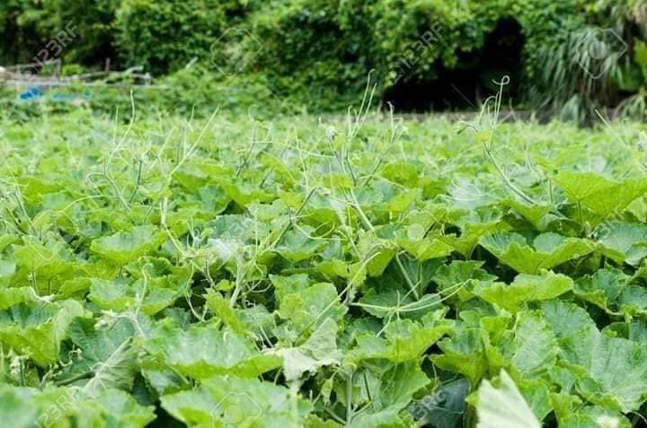 "Gói 5Gr=31Hạt " Hạt Giống Bầu Ngọn - Siêu đọt