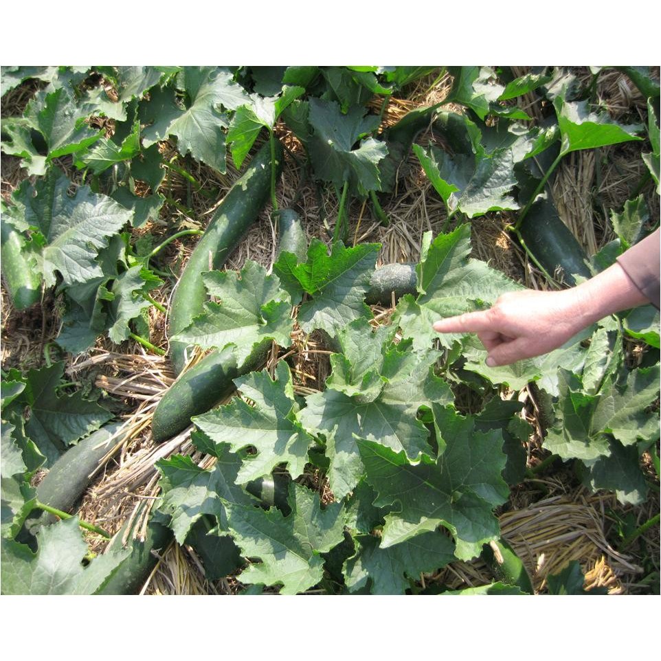 Hạt giống bí đao chanh, bí sặt - gói 1 gram