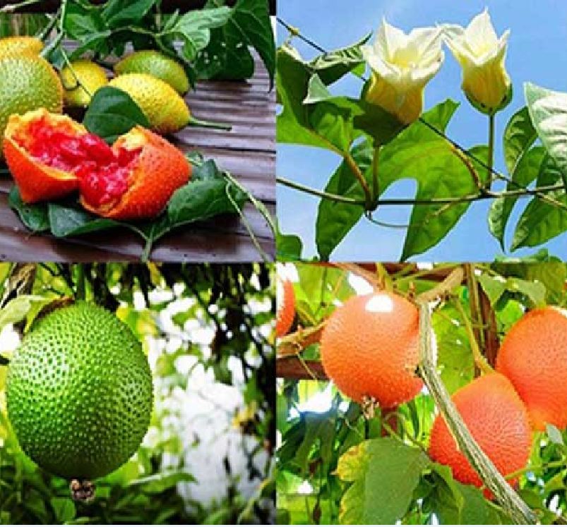 Hạt giống cây gấc cao sản ( gói 10 hạt )