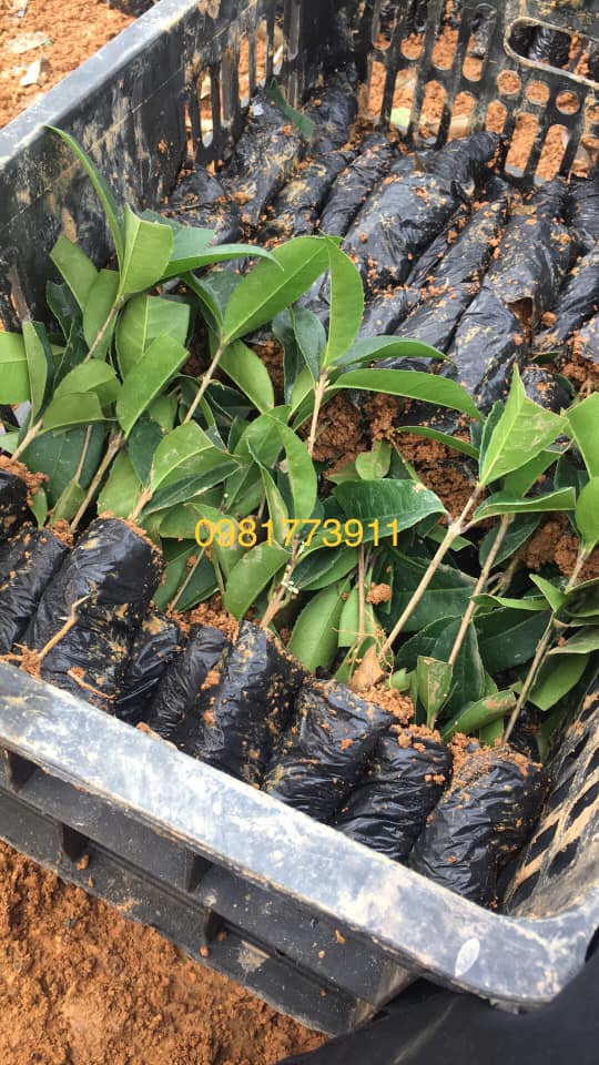 cây giống Mộc Hương ta hoa vàng