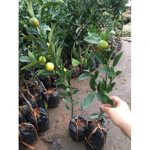 Cây giống quất ngọt