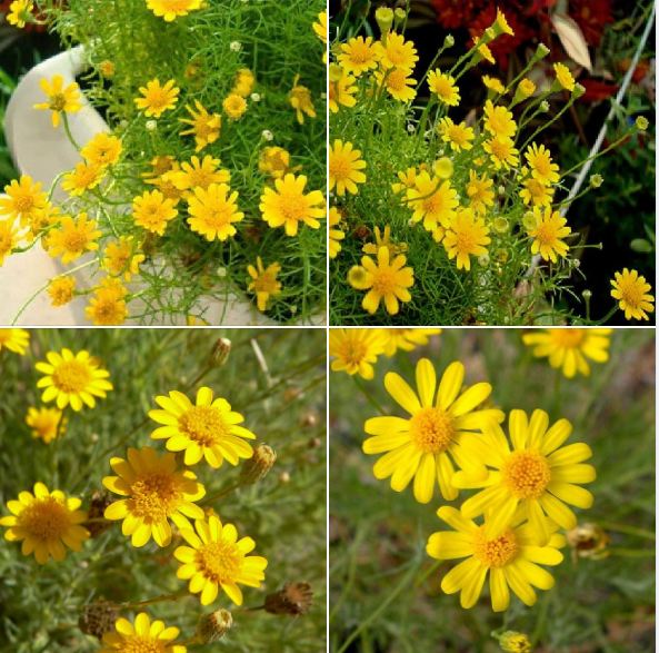 "Gói 50 "Hạt giống hoa cúc sao băng [Seeds]