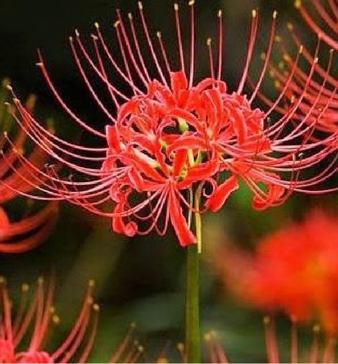 Củ giống hoa bỉ ngạn hoa màu đỏ ( 1 củ )[Seeds]