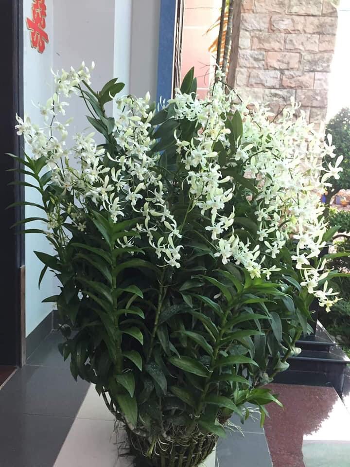Hoa lan denro nắng thơm CC.White
