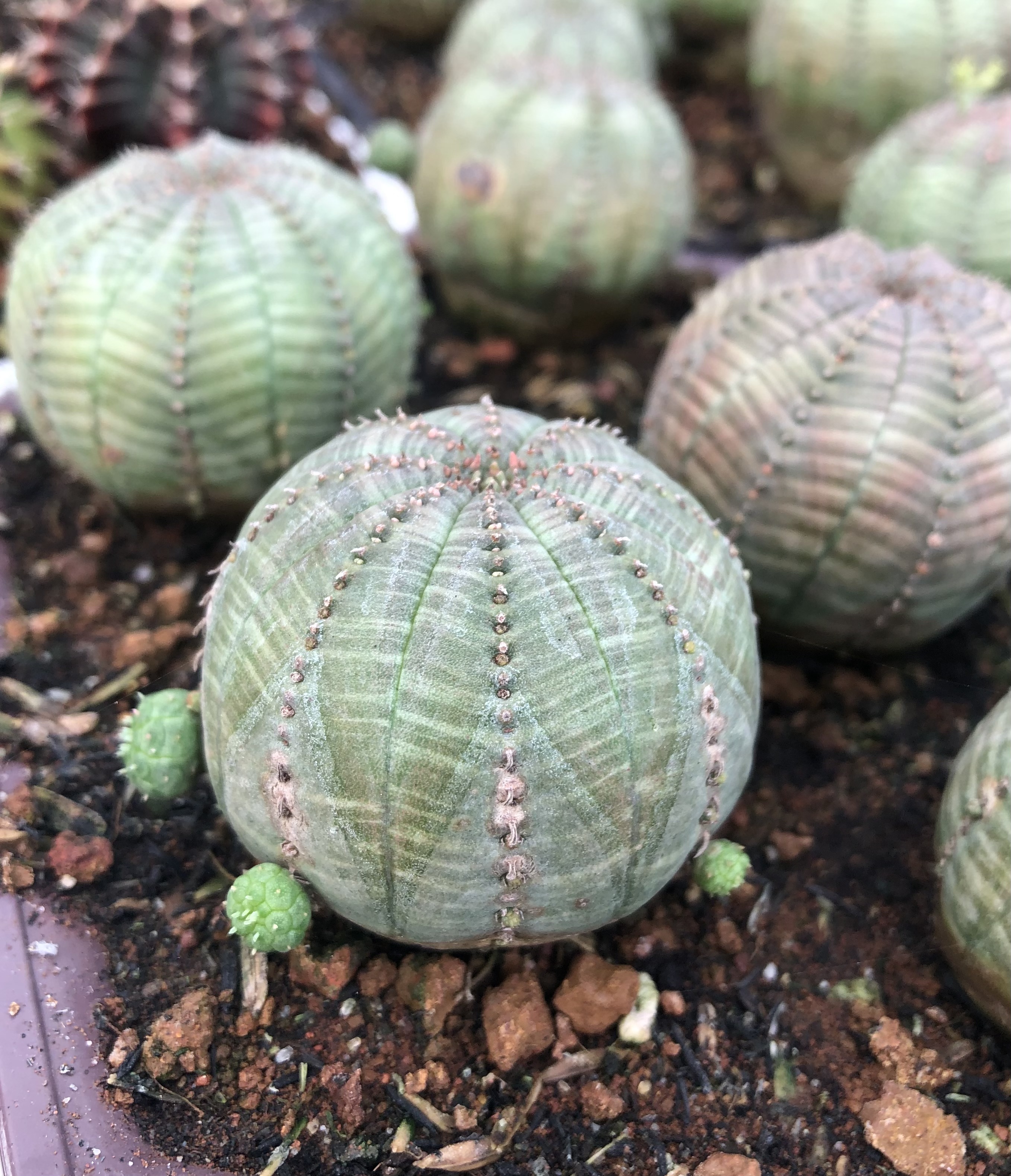 Xương rồng bóng chày Obesa