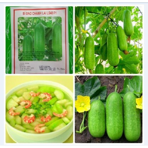 Hạt giống bi đao chanh lai F1 - Gói 10 Hạt