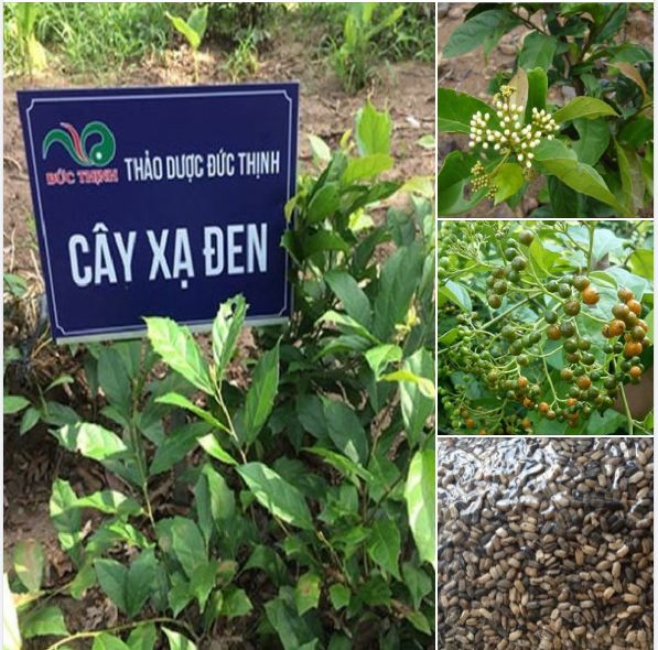 Hạt giống cây xạ đen -100 hạt