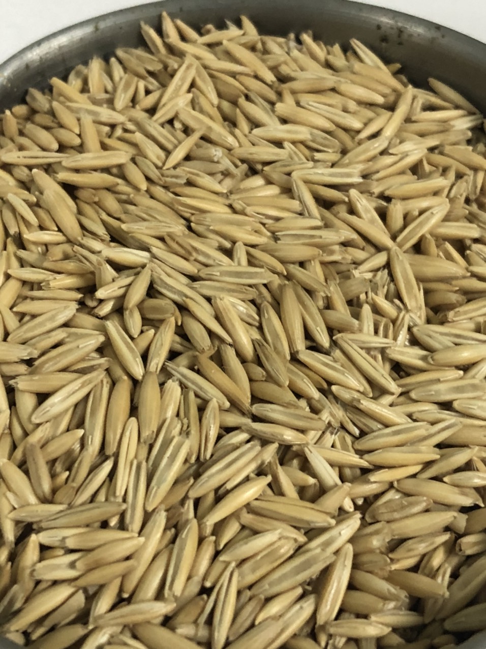 500g Hạt yến mạch cho gà, vẹt, hamster, sóc