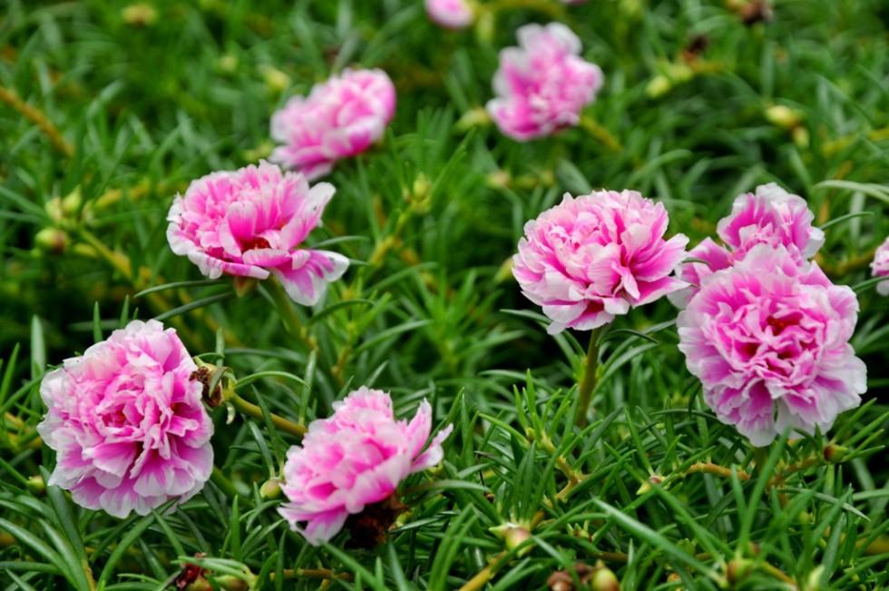 Hạt giống hoa mười giờ mix dễ trồng - 200 hạt