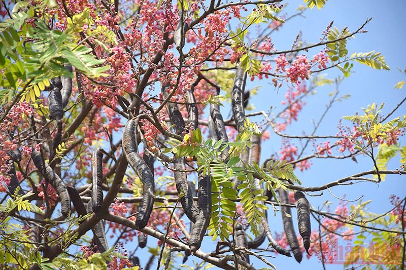 Cây giống ô môi hoa- Đặc sản miền tây- Trái cây tuổi thơ- Hoa kiểng Nguyễn Lộc