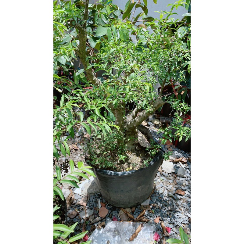 Mai Chiếu Thuỷ
