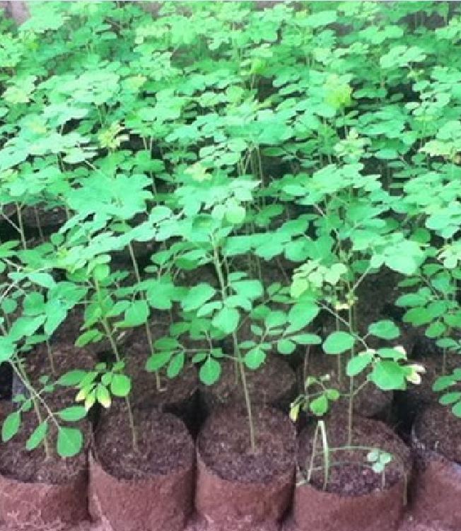 Hạt Giống Cây Chùm Ngây  - 1 gói 20 hạt